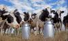دكالة.. إنتاج 380 مليون لتر من الحليب سنويا