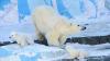 صحيفة "الغارديان": الدببة القطبية مهددة بالانقراض بسبب تغير المناخ