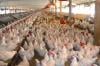 قفزة جديدة في أسعار الدجاج بالمغرب وثمن الكيلوغرام قد يتخطى 30 درهما