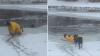 كلب ينقذ صاحبه بعد سقوطه في بحيرة متجمدة(فيديو)