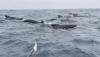 مغامر بريطاني يواجه سرباً ضخماً من الحيتان في المحيط الأطلسي