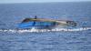 حصيلة قتلى حادث غرق قارب صيد في الموزمبيق ترتفع لأكثر من 100