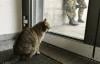 استنفار شامل في اليابان بسبب قطة هاربة  تنقل مادة سامة مسرطنة(فيديو)
