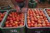 لماذا تجاوز سعر الطماطم 10 دراهم في الأسواق المغربية؟