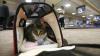 خبراء بريطانيون يدعون إلى حظر جلب القطط من قبرص