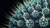 ظهر بأفريقيا: الصحة العالمية تُحذر من  فيروس فتاك يحول المصابين لأشباح
