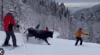 لحظة اقتحام ثور هائج لمضمار تزلج في روسيا ومهاجمة سائحين.(فيديو)