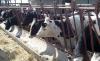 السلطات المغربية تمنع ذبح البقر الحلوب