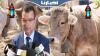 مدير حماية الصحة الحيوانية بأونسا يطمئن المغاربة بخصوص الأبقار المستوردة