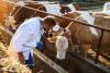 سلالة H5N1 لإنفلونزا الطيور تنتقل للأبقار.. ومخاوف من انتقالها للبشر