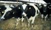 الحكومة تمدد إعفاء مستوردي الأبقار من الضرائب