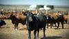 الصين تحظر استيراد الحيوانات ومنتجاتها من العراق