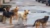 مشروع قانون تركي لجمع الكلاب الضالة يثير جدلاً واسعاً