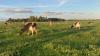 روث الأبقار بدلاً من البنزين للمركبات في مزرعة فرنسية