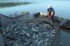 ارتفاع كميات مفرغات الصيد البحري في ميناء الحسيمة بنسبة 84 % في يناير الماضي