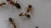 دراسة :النظام الطبي للنمل يمكنه منافسة نظيره البشري