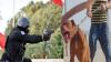 مجرمان يهاجمان مواطنين مستعينين بكلب شرس بسلا ومفتش شرطة يطلق النار لصد الخطر