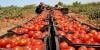 مهنيون يكشفون سبب ارتفاع أسعار الطماطم وهذا ما توقعوه بخصوص قادم الأيام