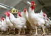 مسؤول حكومي يفسر ارتفاع أسعار الدجاج والبيض في الأسواق المغربية