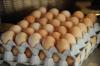 خبر سيء.. ارتفاع غير مسبوق في أسعار البيض يلوح في الأفق