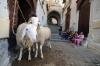 "أخنوش" يحسم الجدل: المغاربة سيحيون شعيرة عيد الأضحى والحكومة تعمل على ضبط أسعار الأضاحي